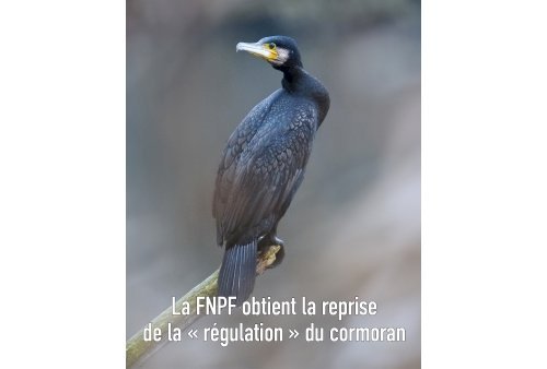 ACTUALITES FNPF : Victoire pour le peuplement piscicole !